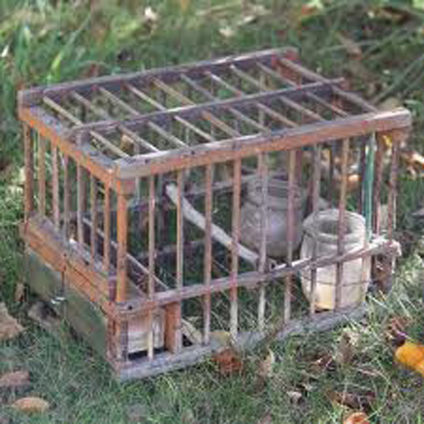 Cage à oiseau cage a grives pour appelant chasse abreuvoir terre