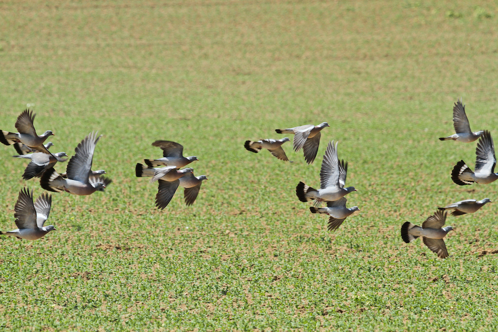 Migration des grives, bécasses et palombes Migration des oiseaux