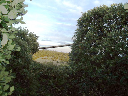 Photo d'une cabane, appelée aussi cabane traditionnelle aux gluaux, c'est une technique qui permet de capturer des grives vivantes à la glu pour servir d'appelant. Encore un vue d'un povadou.