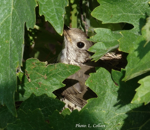 Photo d'une grive draine prise sur le nid au milieu d'un champ de vignes à Puyricard (13)